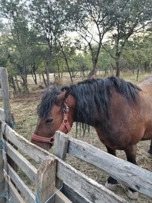 Vând iapa murga de 5 ani 