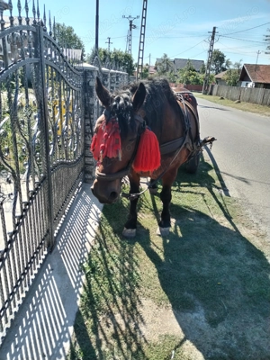 Vând iapa murga de 5 ani  - imagine 2