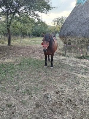 Vând iapa murga de 5 ani  - imagine 3