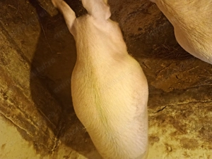 Porci vânzare Bihor  - imagine 3