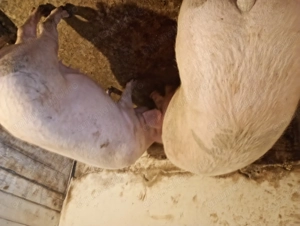 Porci vânzare Bihor  - imagine 2