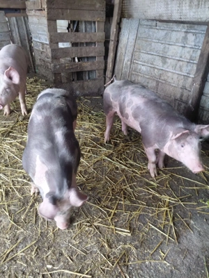 Vând purcele doua sunt de rasa - imagine 2