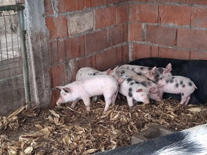 Vând purcei de carne rasa petrain 