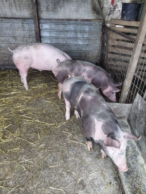 Vând purcele doua sunt de rasa - imagine 3