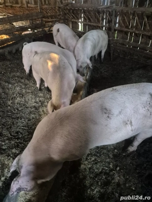 Porci de vânzare!!!
