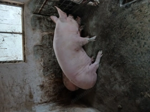 Porci de vânzare  - imagine 2