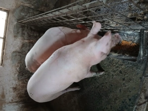 Porci de vânzare  - imagine 3