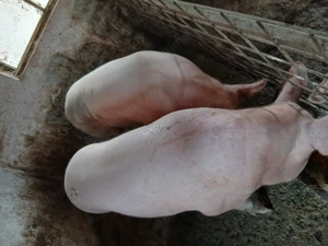 Porci de vânzare  - imagine 4