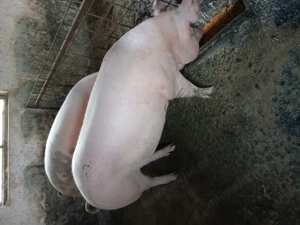 Porci de vânzare  - imagine 5