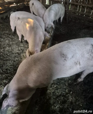 Porci de vânzare!!!