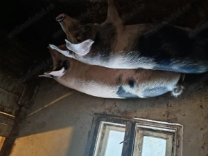 Porci vânzare Bihor  - imagine 2