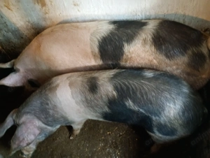 Porci vânzare Bihor  - imagine 4