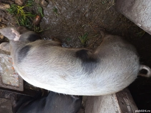 Vând porc rasă de carne 