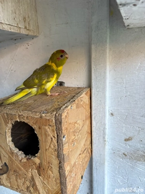 Vand Papagali Kakariki 2025 - imagine 4