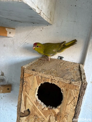 Vand Papagali Kakariki 2025 - imagine 3