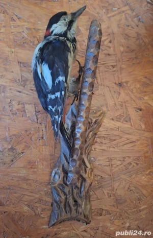 Ciocănitoare naturalizată