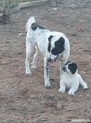 Catei si parinti ciobanesc de asia centrala - imagine 2