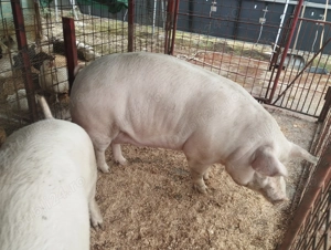 Porci de carne diferite rase  - imagine 4