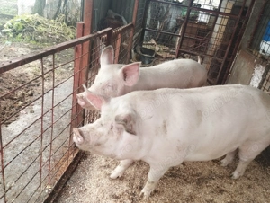 Porci de carne 120-230kg  - imagine 4