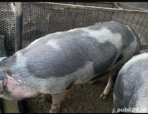 Porci de vânzare - imagine 3