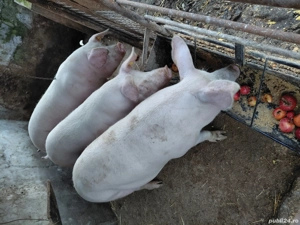 vand porci - imagine 2