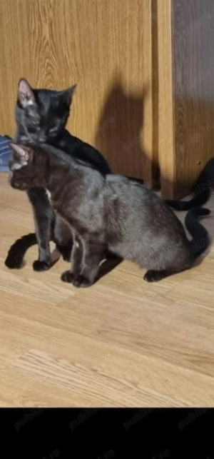 Ofer 2 pisici sterilizate, rasă comună - imagine 3