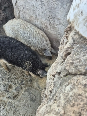 Vand porc mangalita - imagine 2