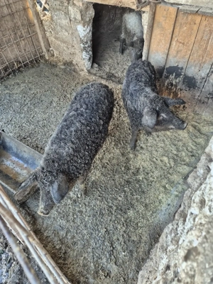 Vand porc mangalita - imagine 3