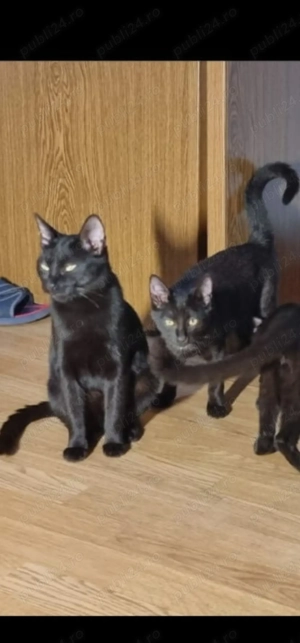 Ofer 2 pisici sterilizate, rasă comună - imagine 2