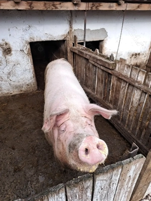 Porc de vanzare  - imagine 4