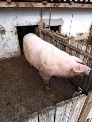 Porc de vanzare  - imagine 5
