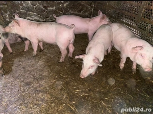 purcei de vânzare - imagine 4