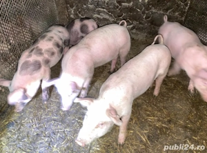 purcei de vânzare - imagine 2