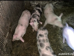 purcei de vânzare - imagine 5