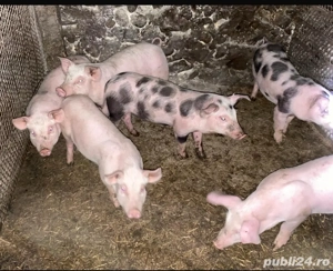 purcei de vânzare - imagine 3