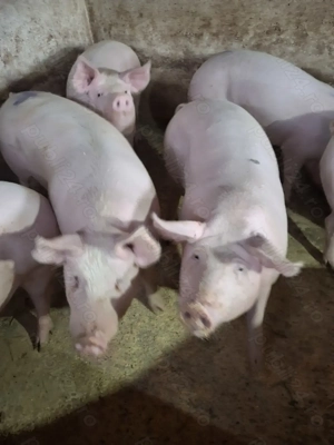 Porc de carne de vanzare