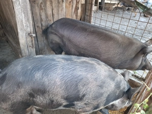 Vand porc pentru Craciun - imagine 2