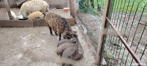 Vand vier  - imagine 4