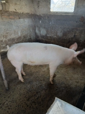 Vând porc 120-130 kg - imagine 4