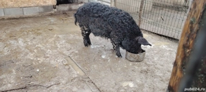 Vand vier  - imagine 3