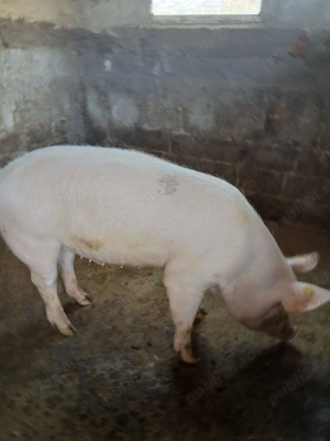 Vând porc BIO, crescut și hrănit - imagine 3