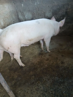 Vând porc 120-130 kg