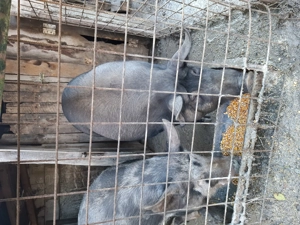 Vand porc pentru Craciun - imagine 5