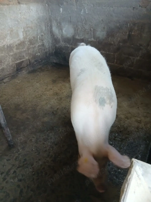 Vând porc BIO, crescut și hrănit