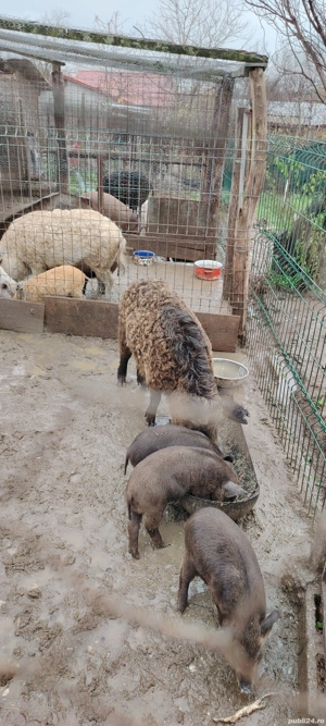 Vand vier  - imagine 5