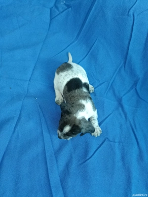 teckel mini arlechin merle tekel pititic  - imagine 3