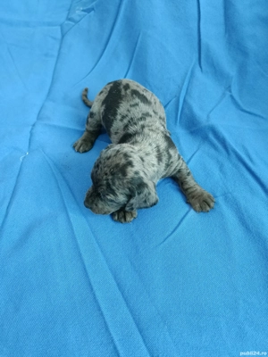 teckel mini arlechin merle tekel pititic  - imagine 4