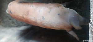 porci crescuți cu cereale  - imagine 4