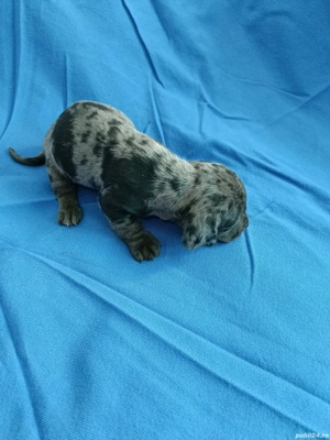 teckel mini arlechin merle tekel pititic  - imagine 5