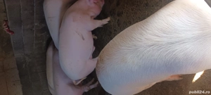 porci crescuți cu cereale  - imagine 2